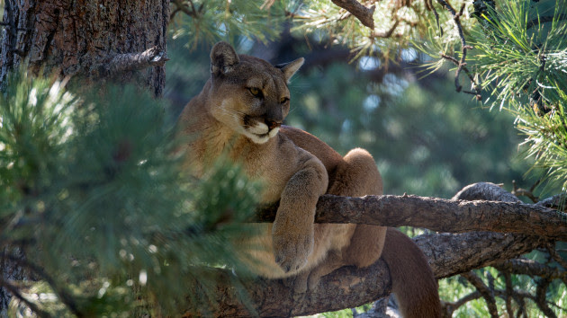 Mountain lion attacks man from behind while he and his wife relaxed in